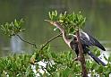 047 Puntarenas, Costa Rica, slangenhalsvogel